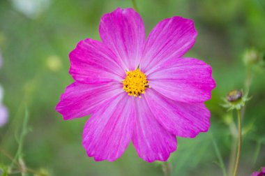 yeşil arkaplanda beyaz ve mor kozmik çiçek