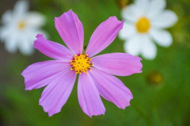 yeşil arkaplanda beyaz ve mor kozmik çiçek