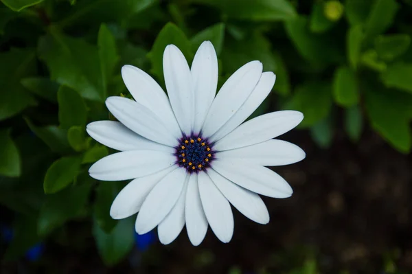 White Daisy Flower Green Background — Stock Photo, Image