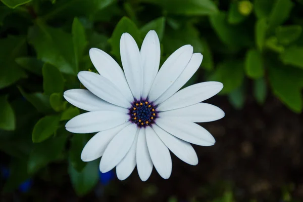 Flor Margarita Blanca Sobre Fondo Verde —  Fotos de Stock