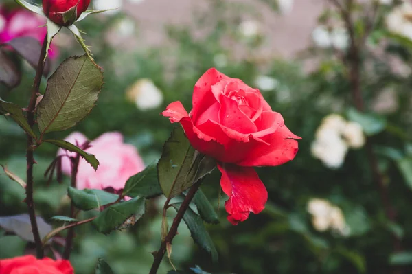 Bahçedeki güzel kırmızı güller