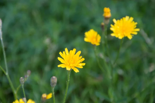 关闭花园的菊花 — 图库照片