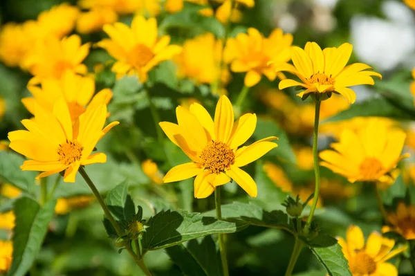 Flores Calêndula Amarela Fundo Verde — Fotografia de Stock