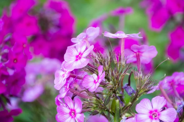 Pembe bir çiçeğe yaklaş.