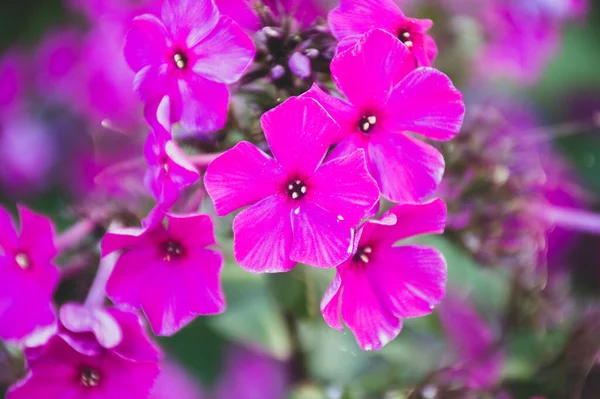 Pembe bir çiçeğe yaklaş.