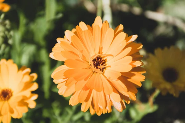 Yeşil arkaplanda sarı takvim çiçekleri