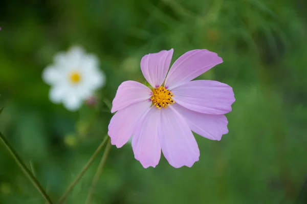 Flor Cósmica Blanca Púrpura Sobre Fondo Verde — Foto de Stock