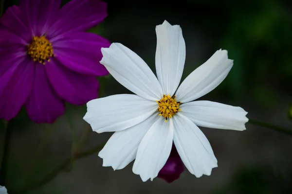 Flor Cósmica Blanca Púrpura Sobre Fondo Verde —  Fotos de Stock