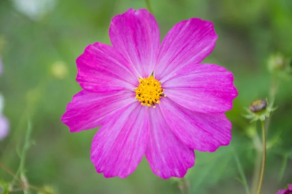 yeşil arkaplanda beyaz ve mor kozmik çiçek