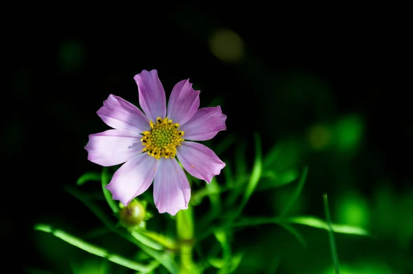 Flor Cósmica Branca Roxa Fundo Verde — Fotografia de Stock