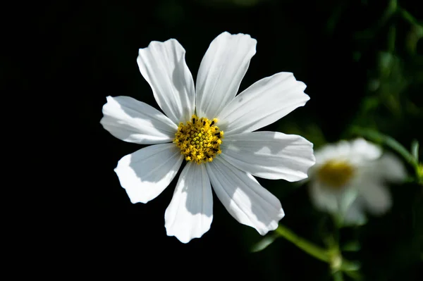 Fleur Cosmique Blanche Violette Sur Fond Vert — Photo