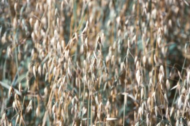 Yaygın yulaf tarlası arkaplanı 