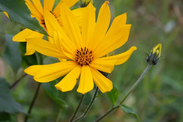 Flor Alcachofa Amarilla Sobre Fondo Faro Mañana Niebla — Foto de Stock