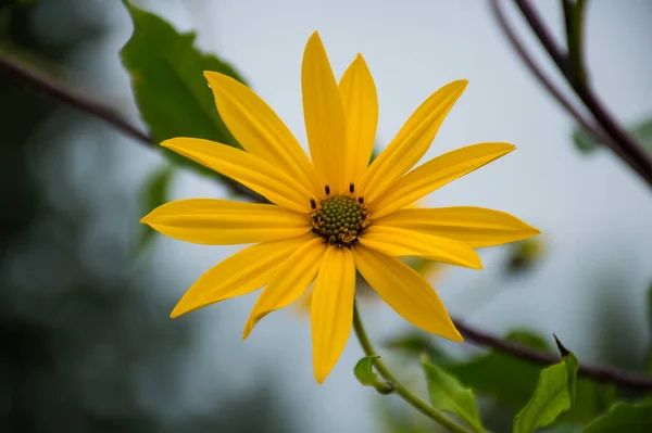 Fleur Artichaut Jaune Sur Fond Phare Dans Matinée Brume — Photo