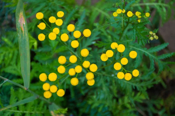 Žluté Tansy Květiny Zeleném Travnatém Pozadí — Stock fotografie