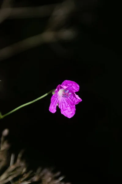 黑色背景上有雨滴的紫色小花 — 图库照片