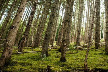 Ağaçların arasından bakıyorum.