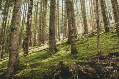 Ağaçların arasından bakıyorum.