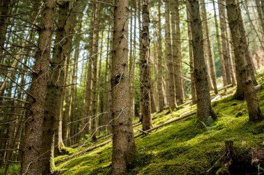 Ağaçların arasından bakıyorum.
