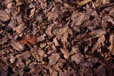 Doku arka planı, çok güzel doğa yakın sonbahar kuru kahverengi yapraklar, üst manzara