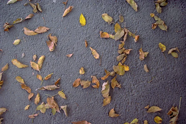 Texture Background Close Nature Autumn Dry Brown Leaves Grey Povement — Zdjęcie stockowe