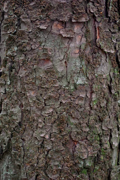 Texture Background Very Beautiful Close Nature Brown Tree Bark Afternoon — Stock Photo, Image