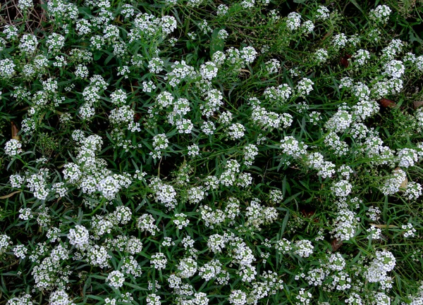 Zeer Mooie Abstracte Textuur Achtergrond Natuurlijk Helder Groen Gras Met — Stockfoto