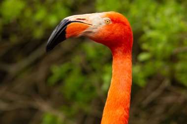 Ritratto di profilo di un fenicottero rosso