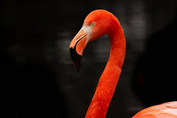 Ritratto di un fenicottero rosso su sfondo scuro