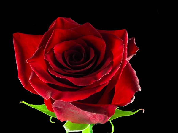 Primo Piano Una Rosa Rossa — Stock Photo, Image