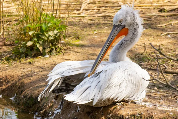Pelicano Margem Rio — Fotografia de Stock