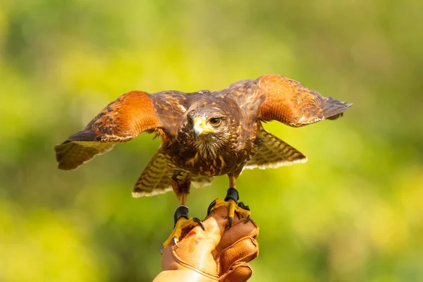 Pilgrim Falcon Gloated Hand Trainer Waiting Command Fly — Stock Photo, Image