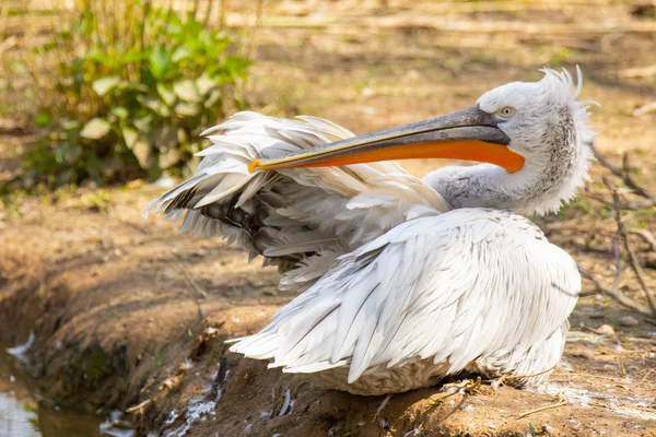 Pélican Bord Une Rivière — Photo