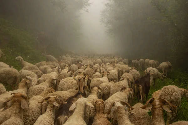 Troupeau Moutons Dans Une Forêt Pendant Transhumance — Photo