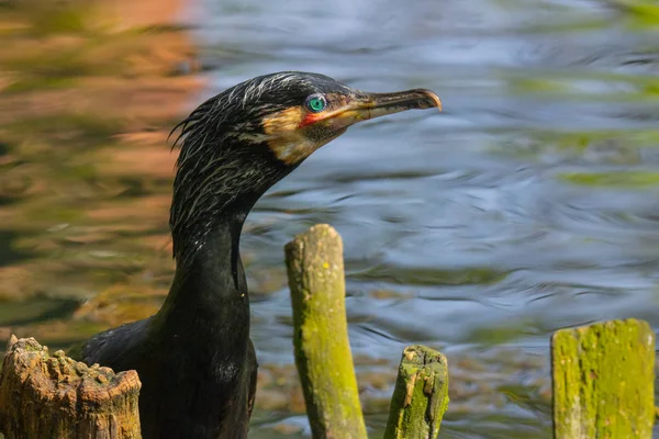 Retrato Big Black Cormorant Bird Uma Lagoa — Fotografia de Stock