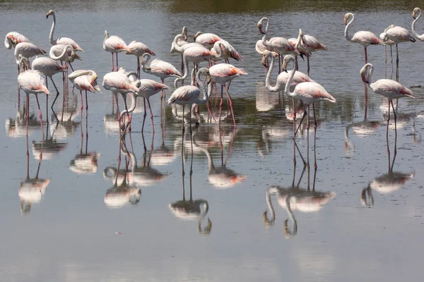 Group of Pink Flamingos in Camargue France in a river