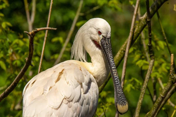 Portrait Spatule Big Bird Pleine Nature — Photo