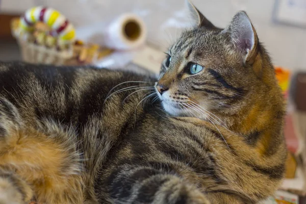 一只带绿色眼睛的家养猫的肖像 — 图库照片