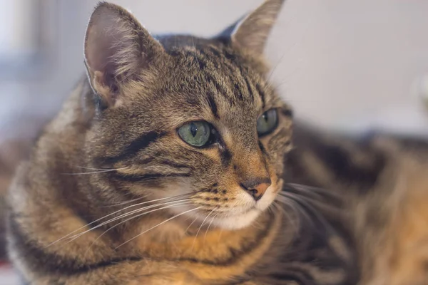 Evcil Bir Kedinin Portresi — Stok fotoğraf