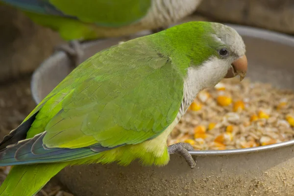 Pequeno Papagaio Verde Tigela Refeição — Fotografia de Stock