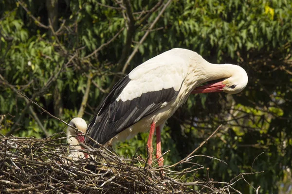 Deux Cigognes Dans Nid Sur Labo Milieu Nature — Photo