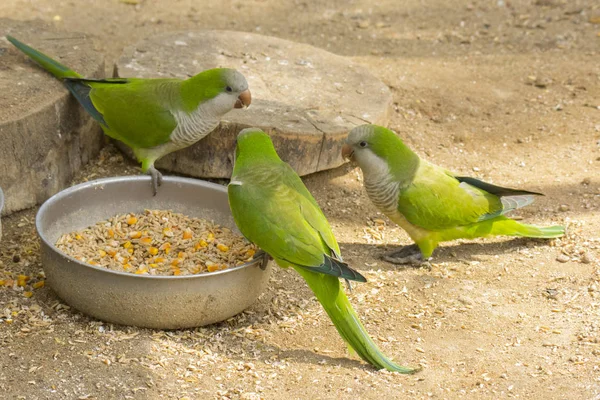 Pequenos Papagaios Verdes Tigela Refeição — Fotografia de Stock