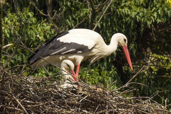 Deux Cigognes Dans Nid Sur Labo Milieu Nature — Photo