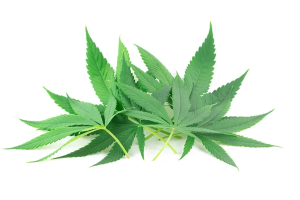 Grote Marihuana Verlaat Witte Achtergrond — Stockfoto