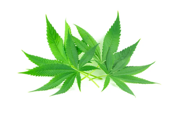 Beyaz arka plan üzerinde büyük esrar bırakır