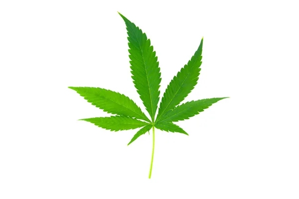 Marihuana Duży Liść Białym Tle — Zdjęcie stockowe
