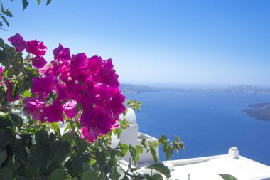 Mavi gökyüzü ve denizin arkasında Bouganville dalı ile
