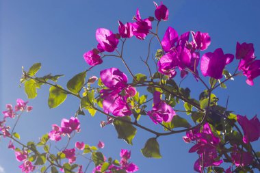 Mavi gökyüzü arkasında Bouganville dalı ile