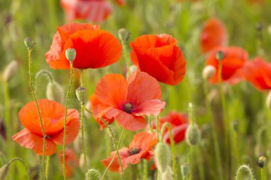 Field of red poppies on green grass clipart