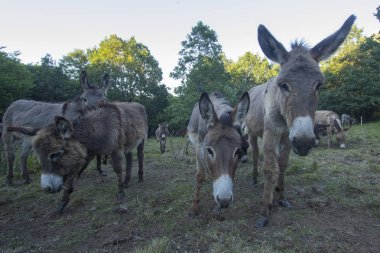 Birinci katta küçük bir grup otlatma eşek